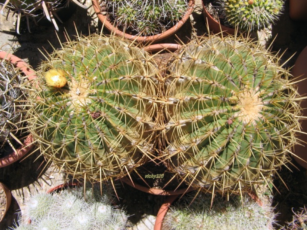 Ferocactus histrix 