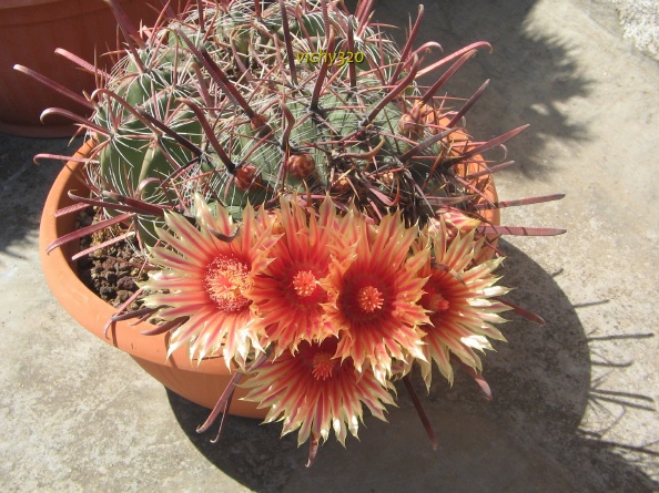 Ferocactus peninsulae ssp. townsendianus 