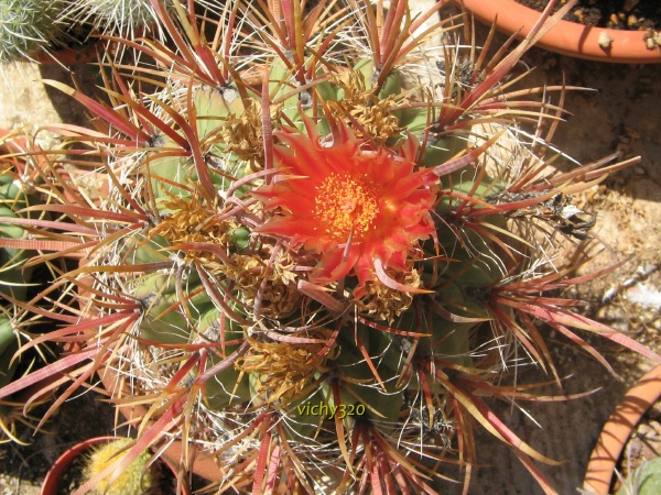 Ferocactus gracilis ssp. coloratus 