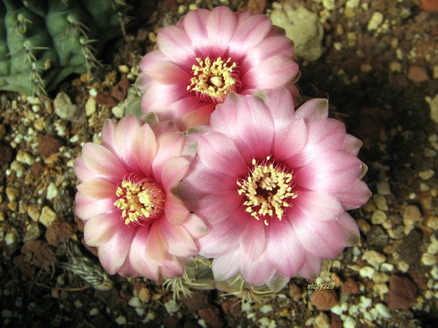 Gymnocalycium baldianum 