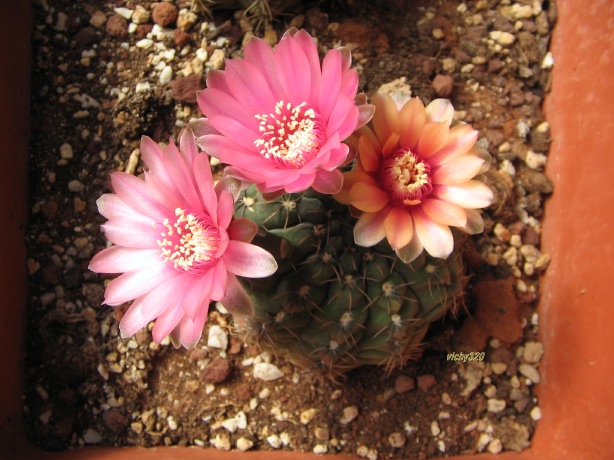 Gymnocalycium baldianum 