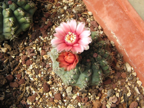 Gymnocalycium baldianum 