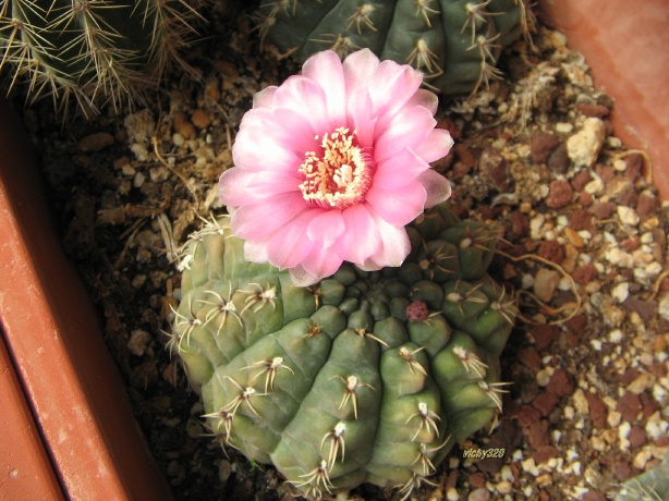 Gymnocalycium baldianum 