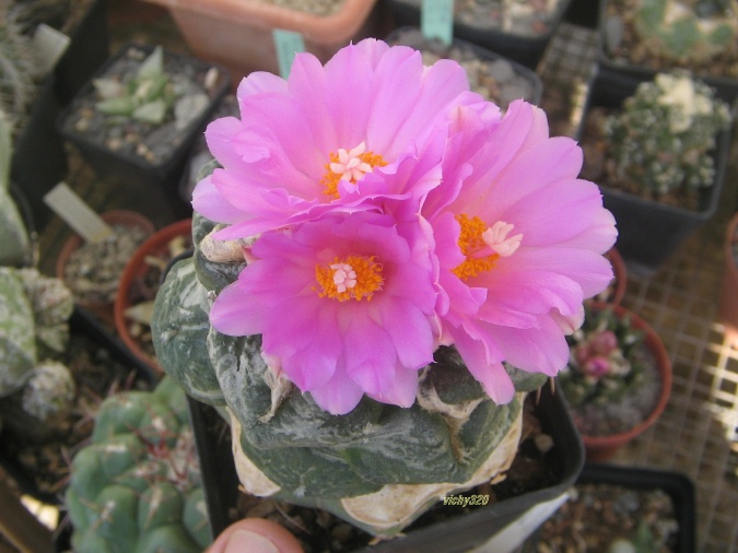 Ariocarpus fissuratus ssp. lloydii 