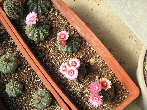 Gymnocalycium baldianum 