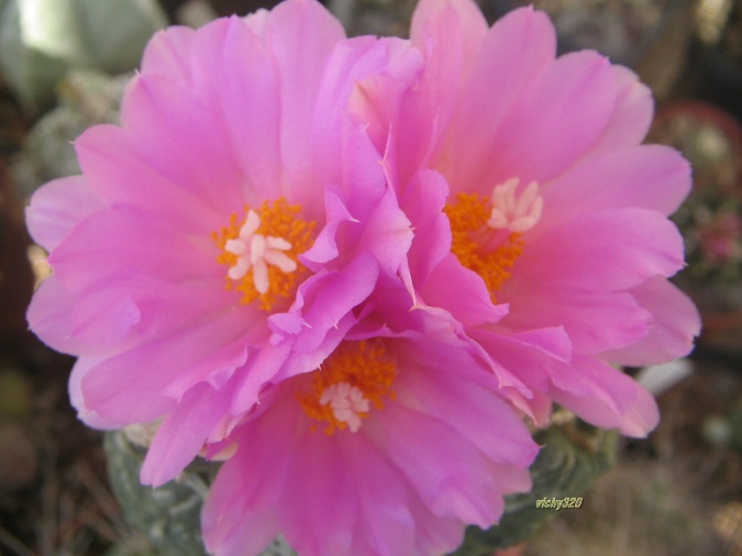 Ariocarpus fissuratus ssp. lloydii 