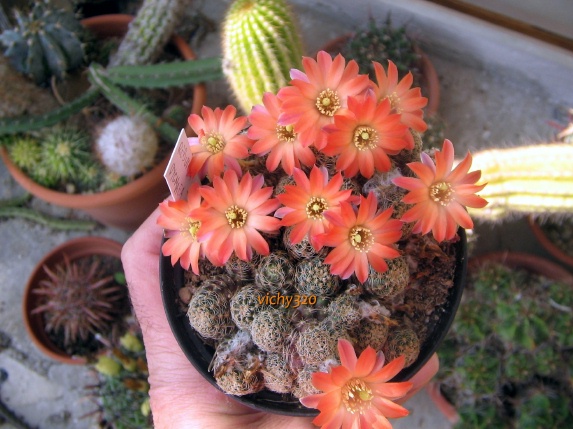 Rebutia pygmaea 