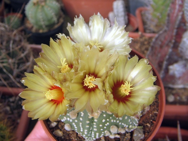 astrophytum asterias cv. miracle