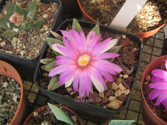 Ariocarpus kotschoubeyanus x retusus 