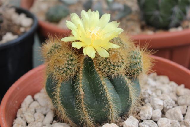 Parodia warasii 