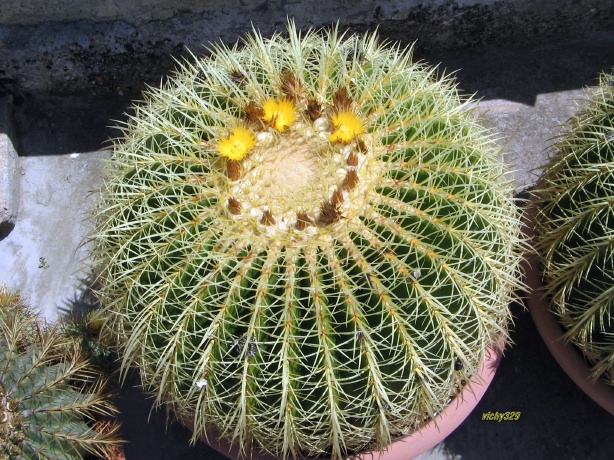 Echinocactus grusonii 