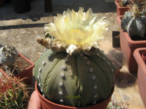 Astrophytum asterias 