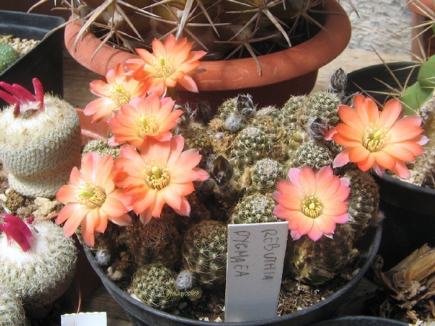 Rebutia pygmaea 