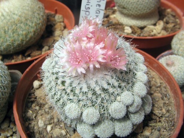 Epithelantha micromeris ssp. unguispina 