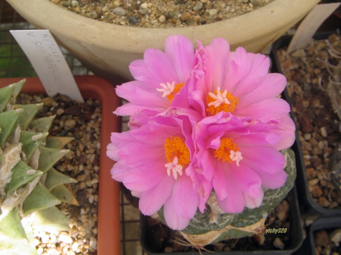 Ariocarpus fissuratus ssp. lloydii 