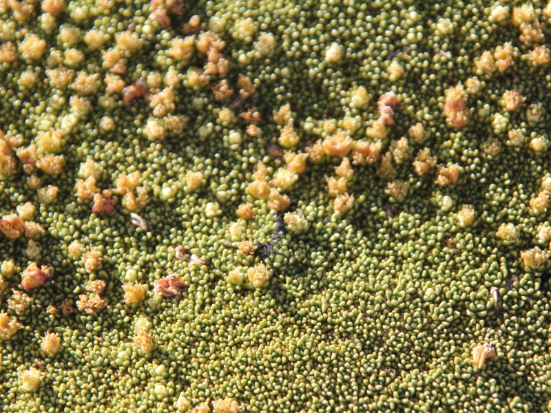 Azorella compacta 