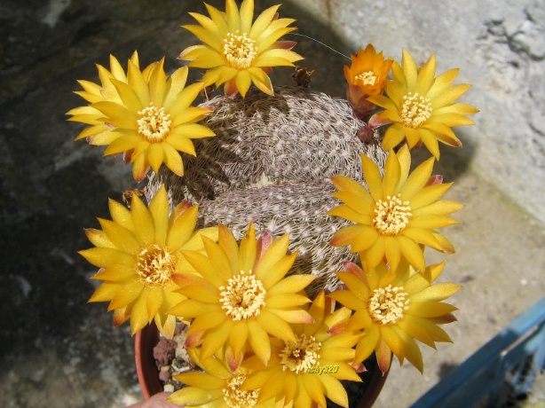 Sulcorebutia arenacea 