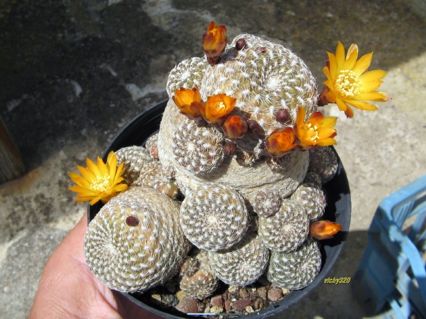 Sulcorebutia arenacea 