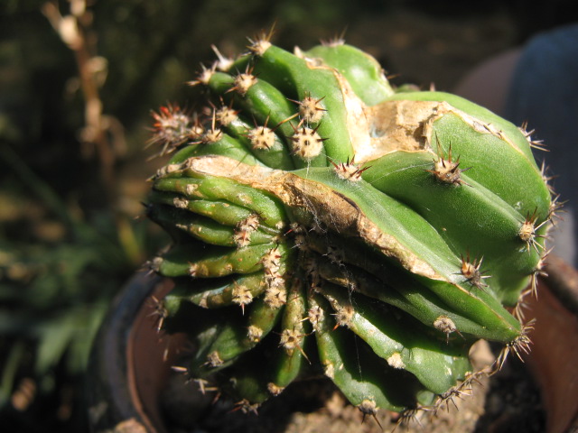 Echinopsis eyriesii f. cristata 