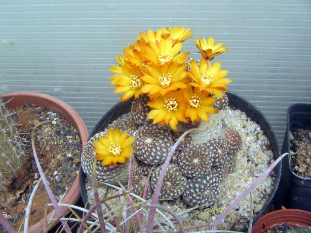 Sulcorebutia arenacea 