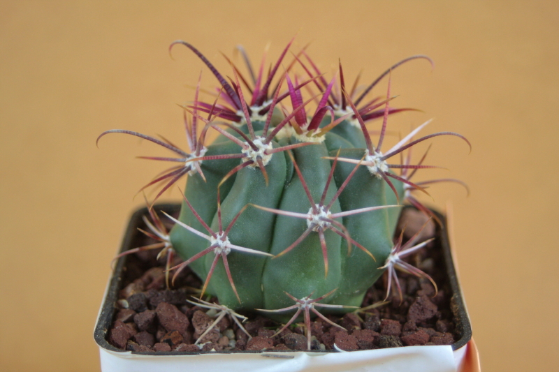 Ferocactus gracilis ssp. coloratus 