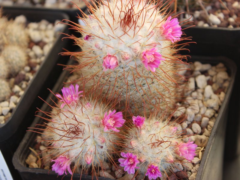 Mammillaria bombycina 