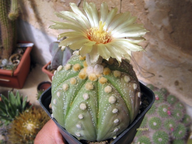 Astrophytum asterias cv. ooibo kabuto 