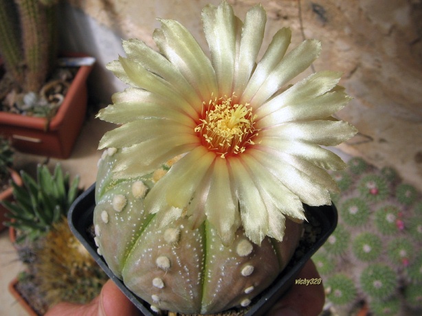 Astrophytum asterias cv. ooibo kabuto 