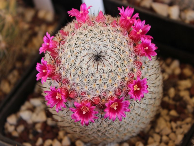 Mammillaria haageana 