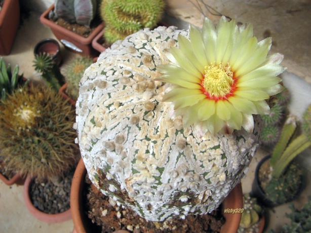 Astrophytum asterias cv. super kabuto 