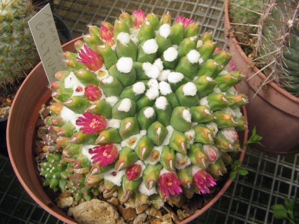 Mammillaria compressa cv. blando inermis 