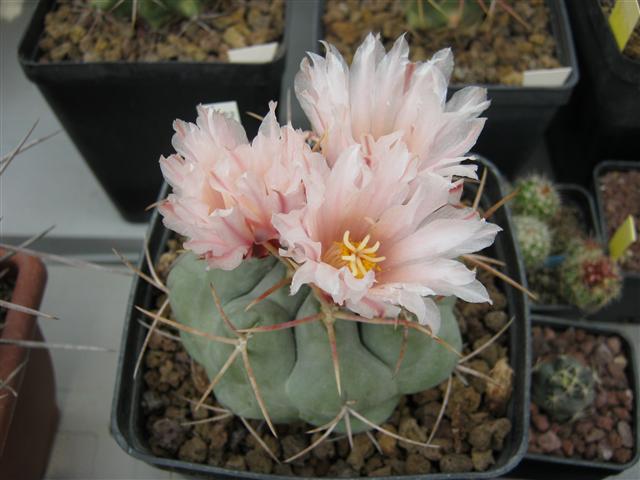 Thelocactus hexaedrophorus v. fossulatus 