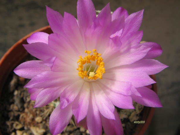 Mammillaria theresae 