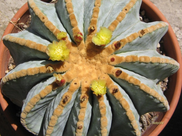 Ferocactus glaucescens v. inermis 