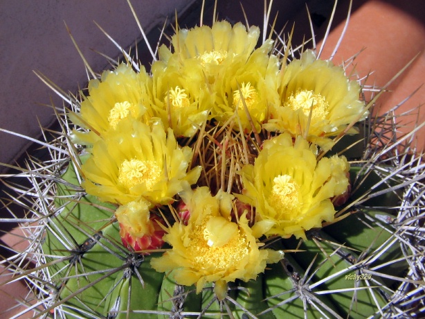 Ferocactus alamosanus 