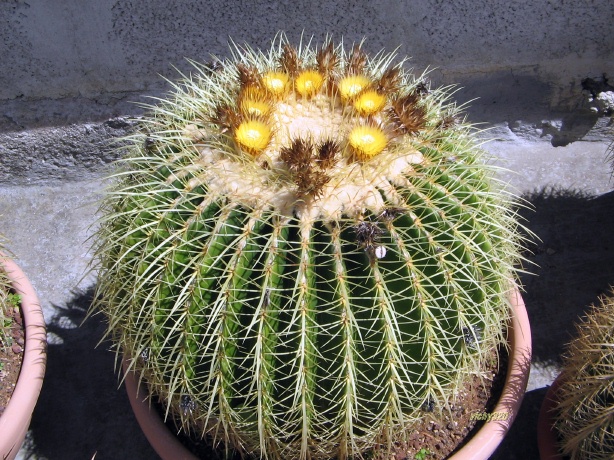 Echinocactus grusonii 