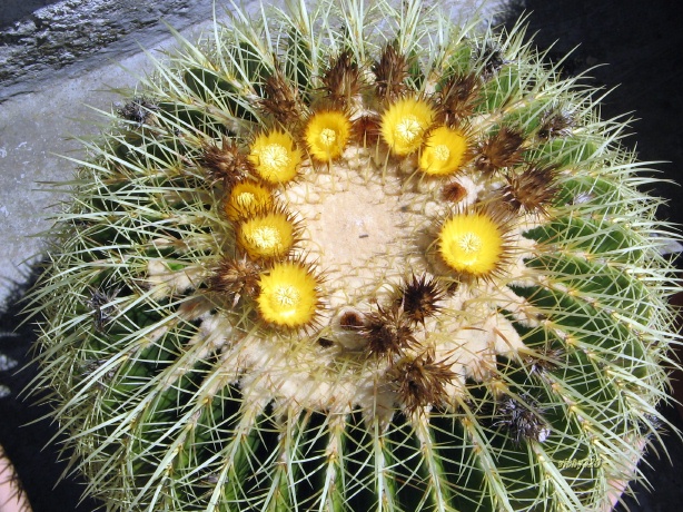 Echinocactus grusonii 