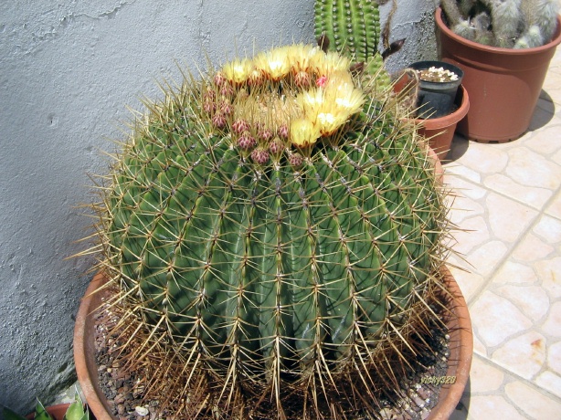 Ferocactus histrix 