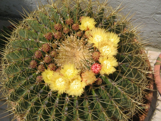 Ferocactus histrix 