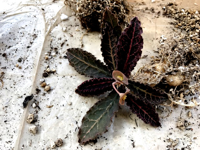 Euphorbia francoisii v. crassicaulis 