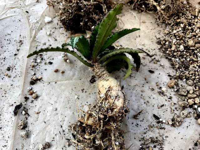 Euphorbia francoisii v. crassicaulis 