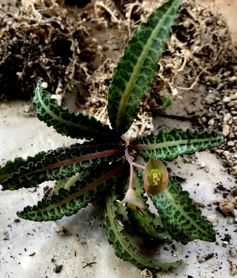 Euphorbia francoisii v. crassicaulis 