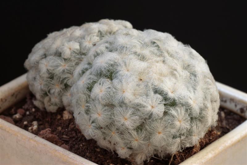 Mammillaria Plumosa 