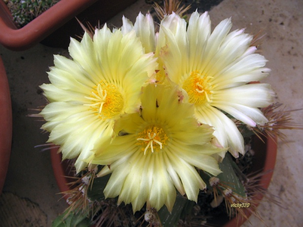 Astrophytum ornatum 