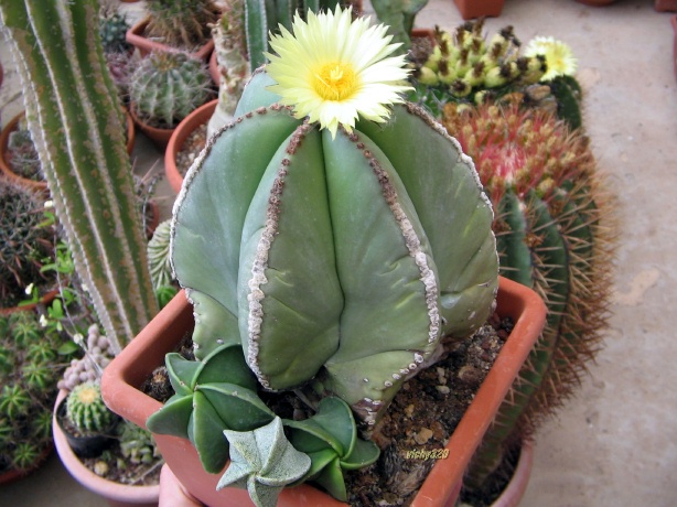 Astrophytum myriostigma v. nudum 