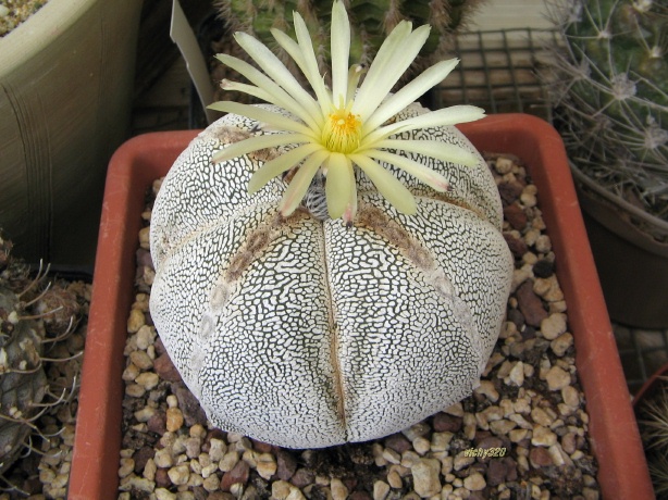 Astrophytum myriostigma f. quadricostatum cv. onzuka ball 