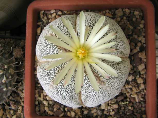 Astrophytum myriostigma f. quadricostatum cv. onzuka ball 