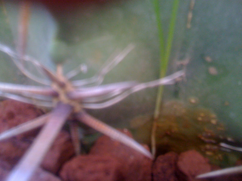 Ferocactus  