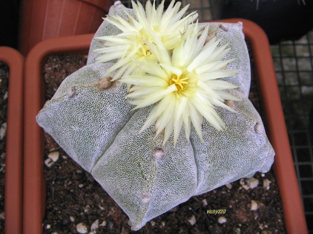 Astrophytum myriostigma 