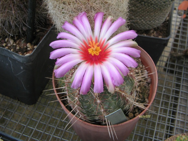 Thelocactus bicolor 